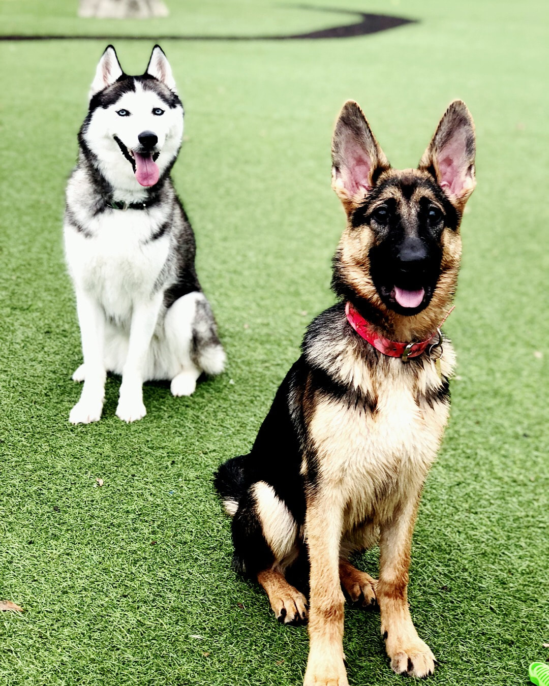 Husky and German Shepherd Dogs